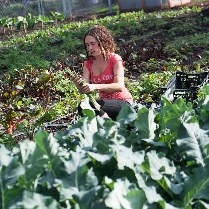A student harvests vegetables in a field on the Campus Farm.