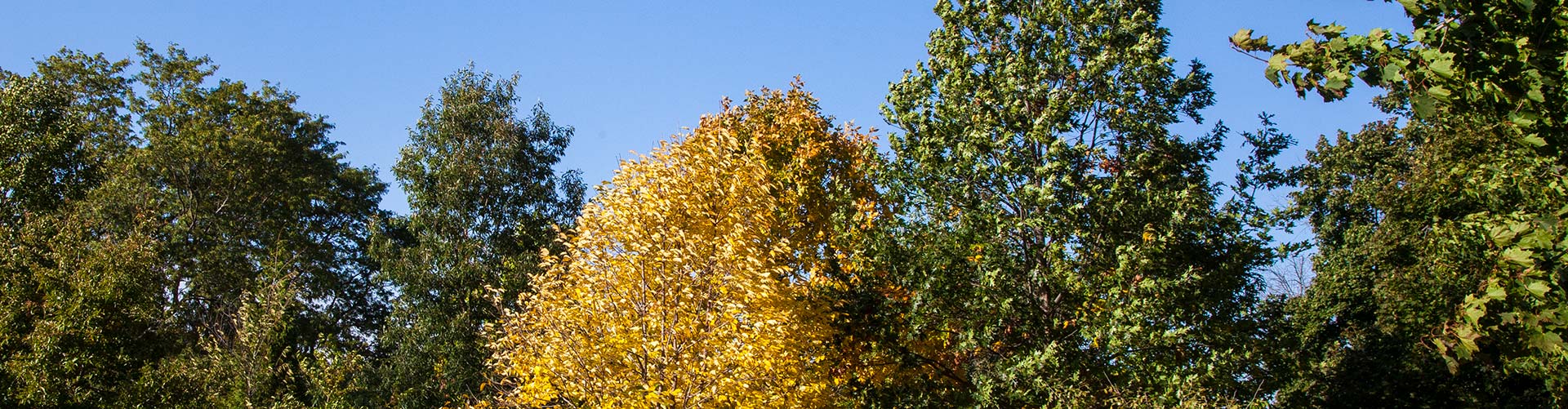 A group of various trees