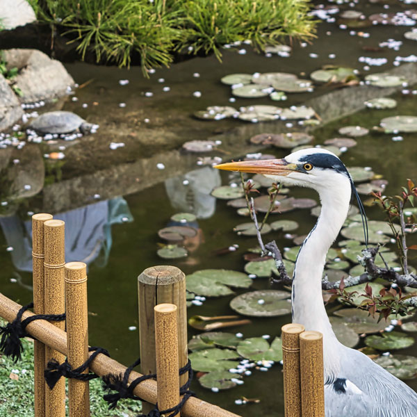 Photo of a heron in a pond in Japan