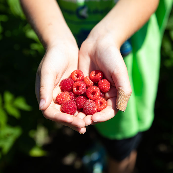 A close-up of a handful of raspberries picked on the Campus Farm.